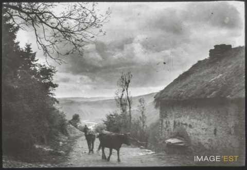 Vaches (Luxembourg)
