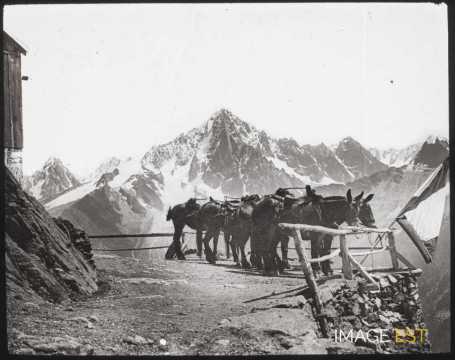 Mules (Chamonix)