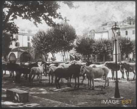 Mules (Castellane)