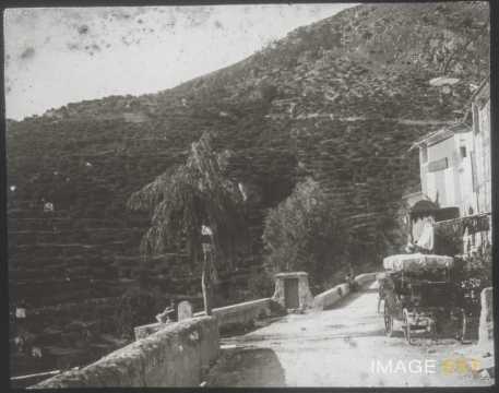 Plantations d'oliviers (Moustiers-Sainte-Marie)