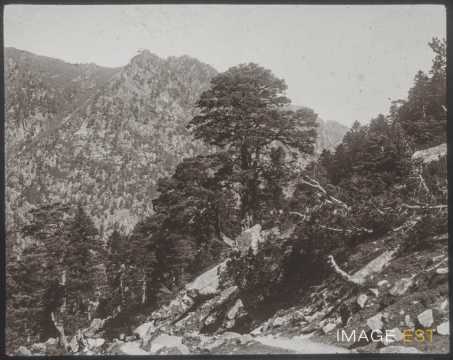 Pins (Cauterets)