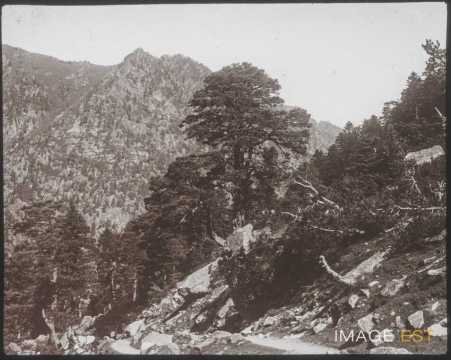 Pins (Cauterets)