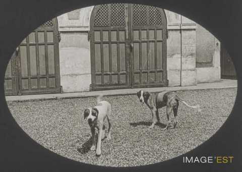 Deux chiens (Malzéville)