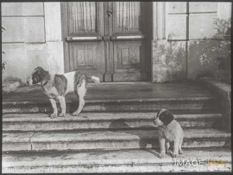Deux chiens (Malzéville)