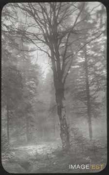 Forêt (Blainville-sur-l'Eau)