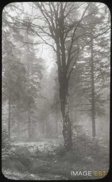 Forêt (Blainville-sur-l'Eau)