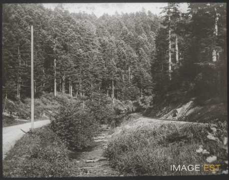 Chemin de forêt (Abreschwiller)