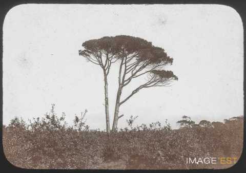 Pin (Saint-Lunaire)