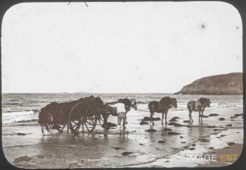 Récolte de varech (Saint-Lunaire)