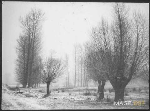 Forêt en hiver (Blainville-sur-l'Eau)