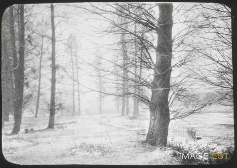 Forêt en hiver (Blainville-sur-l'Eau)