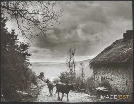 Chemin et vallée (Bourscheid)
