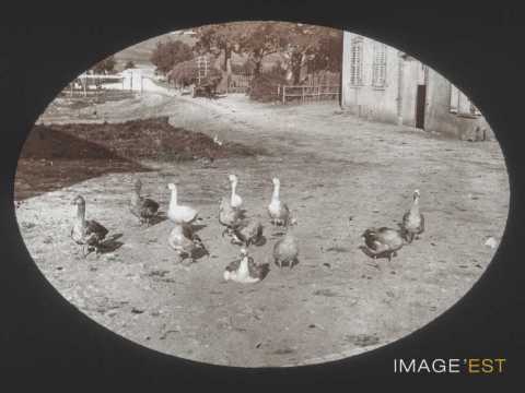 Troupeau d'oies (Eulmont)