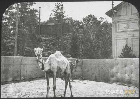 Exposition universelle, internationale et coloniale (Lyon)