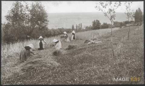 Moisson (Flavigny-sur-Moselle)