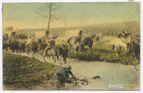 Baignade de chevaux