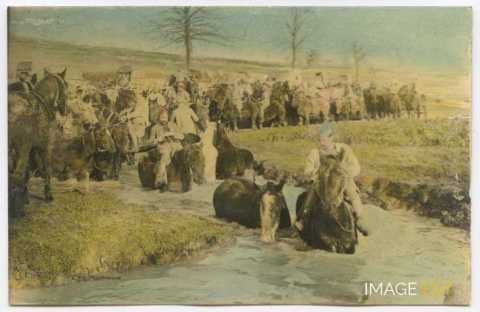 Baignade de chevaux