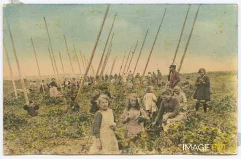 Cueillette du houblon (Dieulouard)