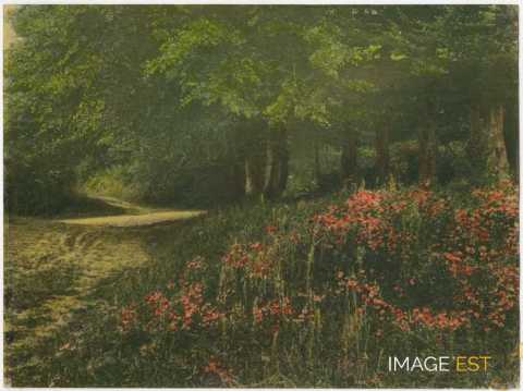 Massif fleuri