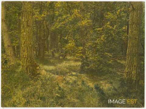 Arbres