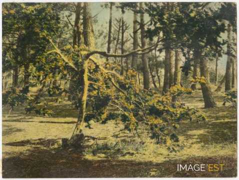 Arbre