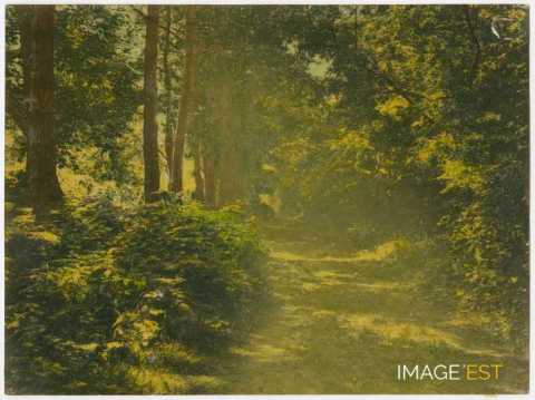 Chemin en forêt