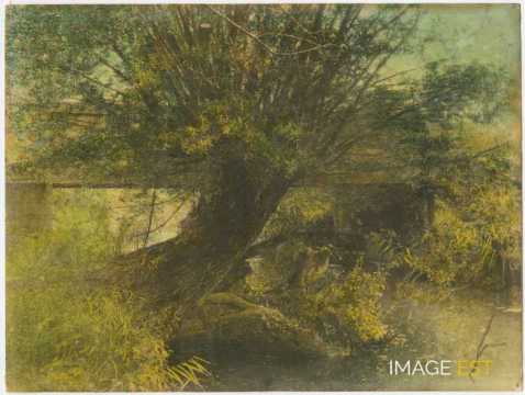 Saule au bord de l'eau