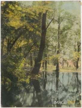 Arbres au bord de l'eau