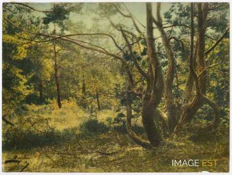 Arbres