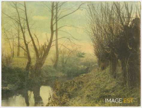 Saules au bord de l'eau