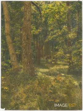 Arbres