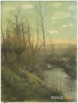 Saules au bord de l'eau