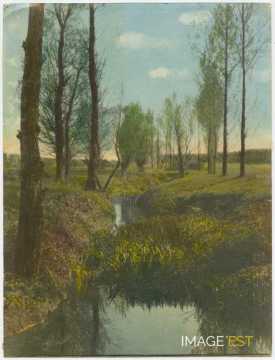 Arbres au bord de l'eau