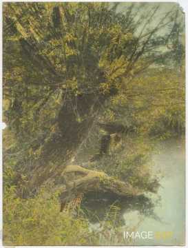 Saule au bord de l'eau
