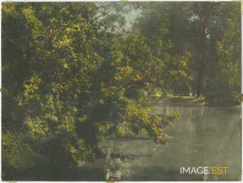 Arbres au bord de l'eau