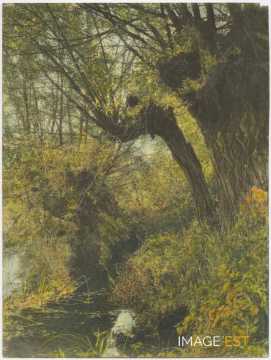 Saules au bord de l'eau
