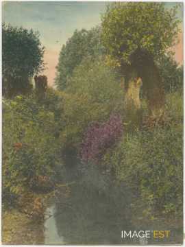 Végétation au bord d'un cours d'eau