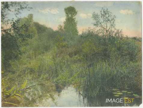 Végétation au bord d'un cours d'eau
