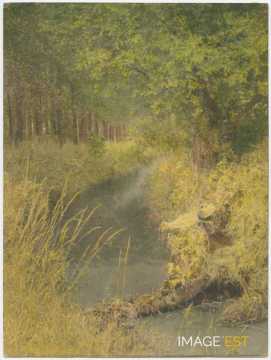Ruisseau en forêt