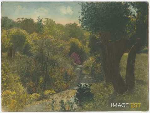 Végétation au bord d'un cours d'eau