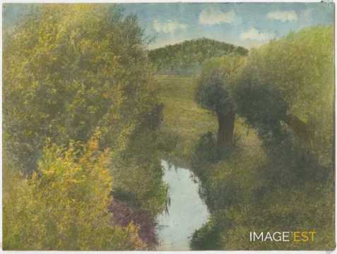 Arbres au bord d'un cours d'eau