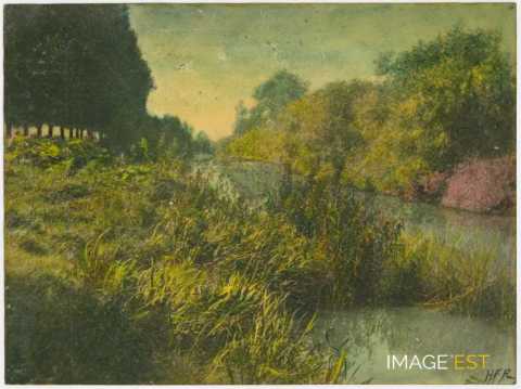 Végétation au bord d'un cours d'eau