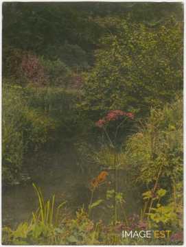Fleurs au bord d'un ruisseau