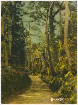 Chemin forestier