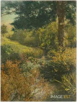 Végétation au bord d'un cours d'eau