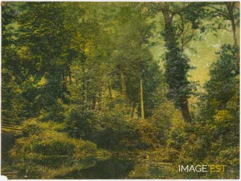 Ruisseau en forêt