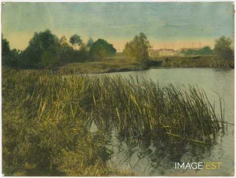 Roseaux