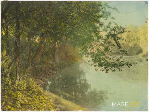 Arbres au bord d'un cours d'eau