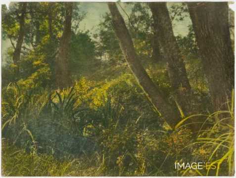 Arbres