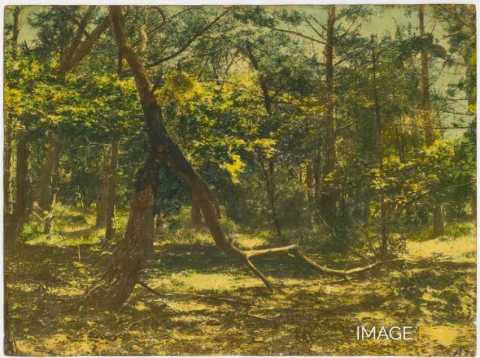 Arbres